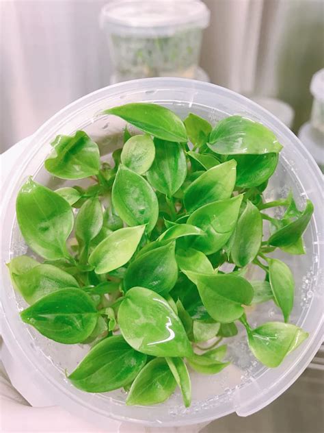 Tissue Culture Philodendron Verrucosum Plant Qty Box