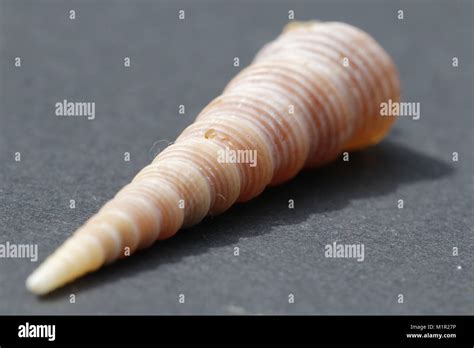 Tropical Horn Shell In Macro Photo Stock Photo Alamy
