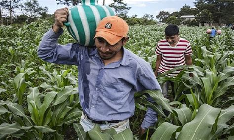 Descubre Todo Sobre La Agricultura Familiar Y Su Importancia