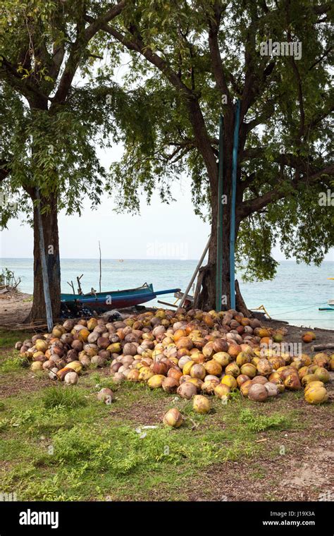 Coconut Harvest Stock Photos Coconut Harvest Stock Images Alamy