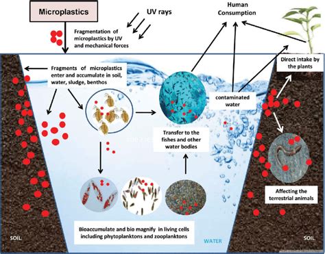 Biomagnification Plastic