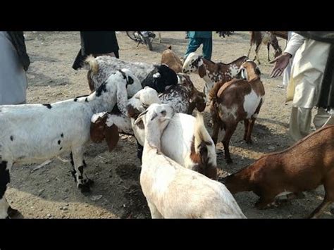 Goat Farming In Pakistan Successful Business YouTube