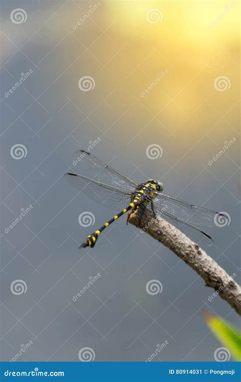 Dragonfly In Yellow And Black Stock Image Image Of Green Color 80914031