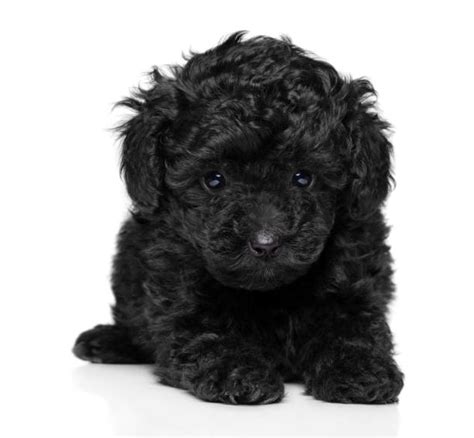 330+ Black Toy Poodle Puppies Stock Photos, Pictures & Royalty-Free ...