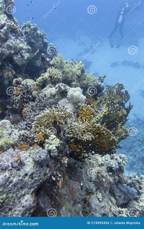 Recife De Coral Picturesco Colorido No Fundo Do Mar Tropical Duras E