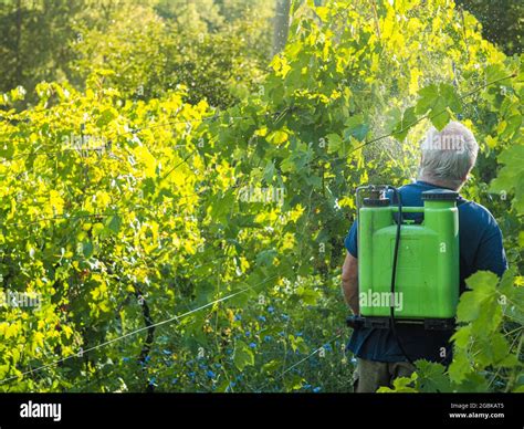 farmer spraying fungicide to organic grape vines Stock Photo - Alamy