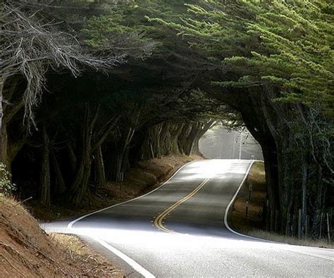 THE WORLD GEOGRAPHY: 10 Famous Tree Tunnels