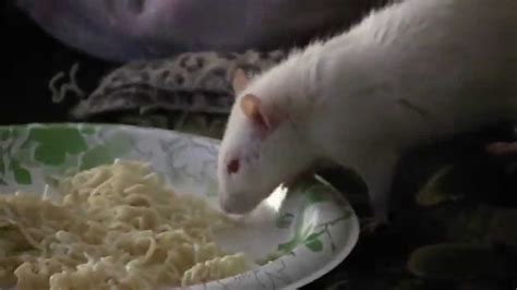 Rats Eating Ramen Noodles Youtube