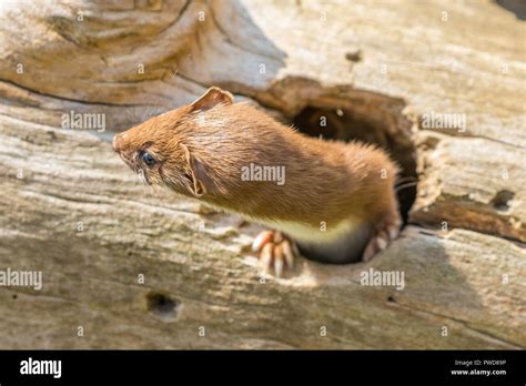 Weasel Or Least Weasel Mustela Nivalis Looking Out Of Hole In Tree