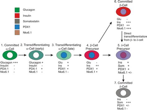 Model Of Pancreatic Islet Cell Transdifferentiation Intermediates In