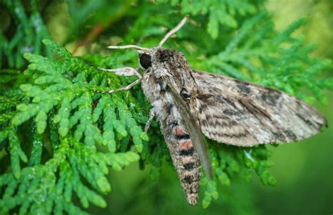 Close Up Of Night Butterfly Agrius Convolvuli The Convolvulus Hawk Moth