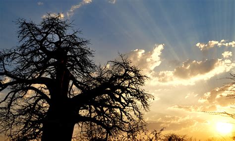 Free Images Tree Nature Branch Cloud Sky Sun Sunrise Sunset