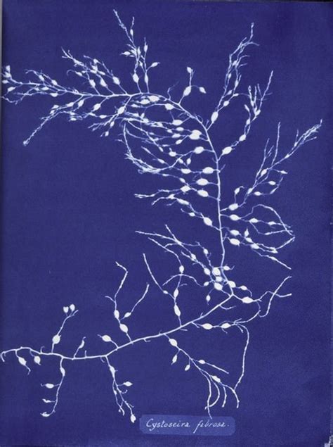 Berlin Drawing Room Blog Cyanotype Botanical Illustrations By Anna Atkins