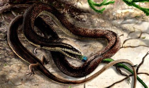 Four Legged Snake