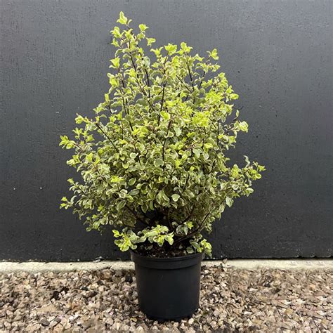 Pittosporum Variegatum Hauteur Cm En Pot De L