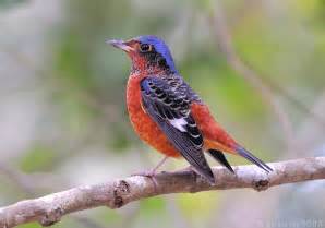 White-throated Rock Thrush