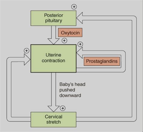 Physiology Of Pregnancy Part 2 Parturition Flashcards Quizlet