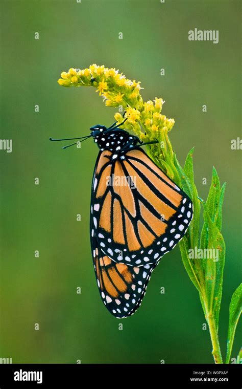 Monarch Butterfly Migration Hi Res Stock Photography And Images Alamy