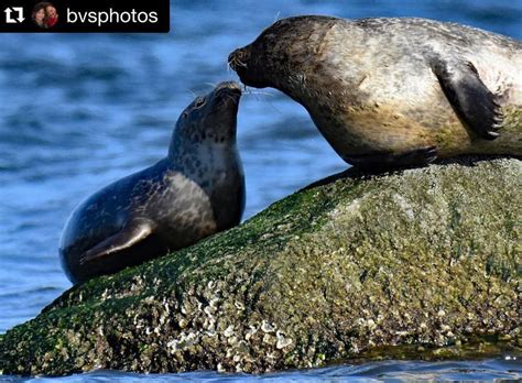 Harbor Seals Staten Islands Winter Visitors