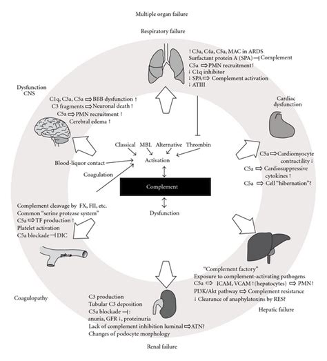 Summarizing illustration on the effects of excessive complement... | Download Scientific Diagram