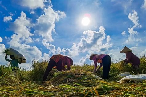 Panen Raya Kementan Klaim Harga Beras Mulai Turun