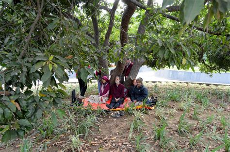 Jabalpur The Tree Where Osho Became Enlightened Osho News