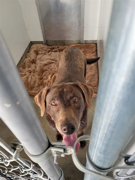 Columbus Animal Shelter