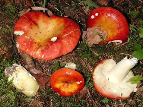 Сыроежка золотистая (Russula aurea) фото и описание