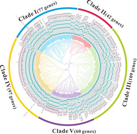 The Maximum Likelihood Ml Phylogenetic Tree Built By Mctps From 28