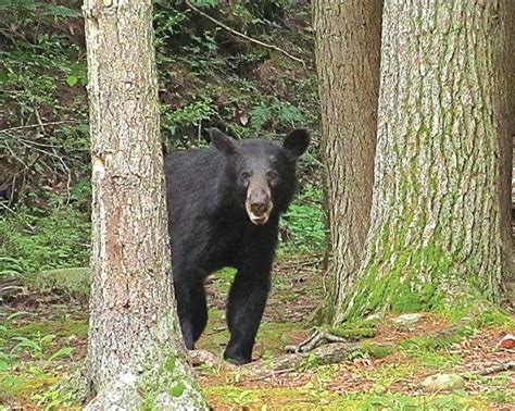 Bear Harvest Report 2024 Pa Caye Maxine