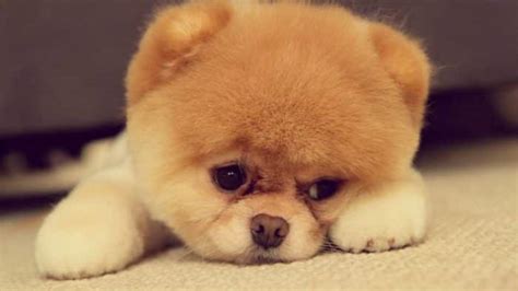 Todo sobre el perro Pomerania Toy Precios tipos carácter cuidados