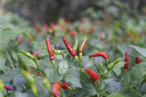 How To Ferment Peppers Turn Them Into Hot Sauce Create Your Own