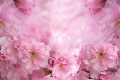 Florescendo Botões De Flores Cor De Rosa Da árvore De Sakura Closeup