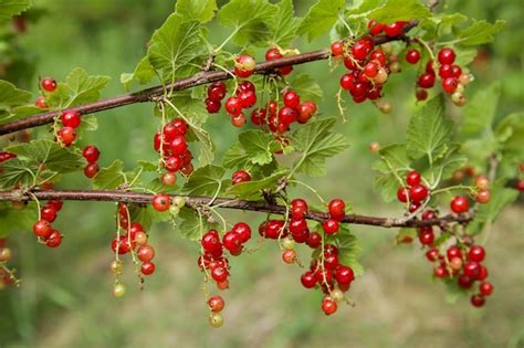 Strona 4 Owoce Ogrodowe Zdjęcia darmowe pobieranie na Freepik