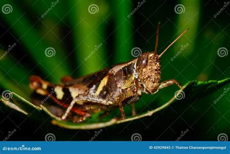 Dark Brown And Yellow Grasshopper Standing On Green Leaf Stock Image Image Of Tentacles Black