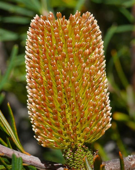 Banksia marginata #1 | Proteaceae - New South Wales, Austral… | Flickr