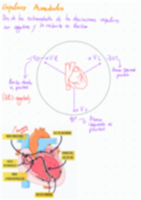 SOLUTION Electrocardiograma FACMED UANL Studypool