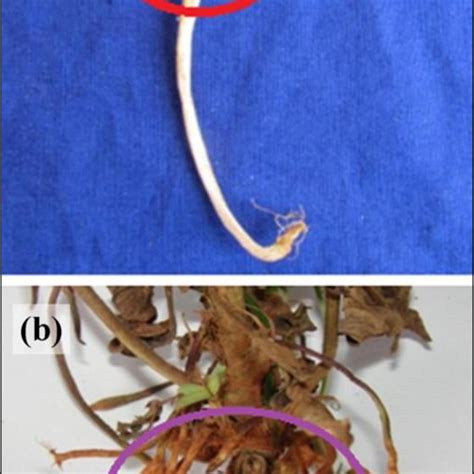 A Seedling Wilt B Shredding Of Root Download Scientific Diagram