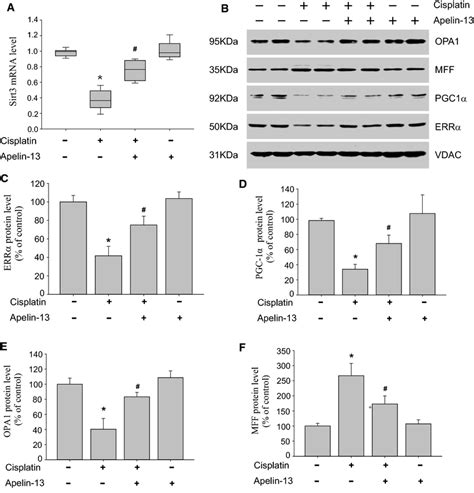 Roles Of Sirt In The Protective Effect Of Apelin In Cisplatin Induced