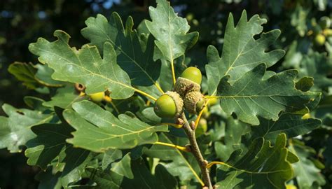 Nut Trees In Pennsylvania 14 Common Varieties That Thrive Rennie