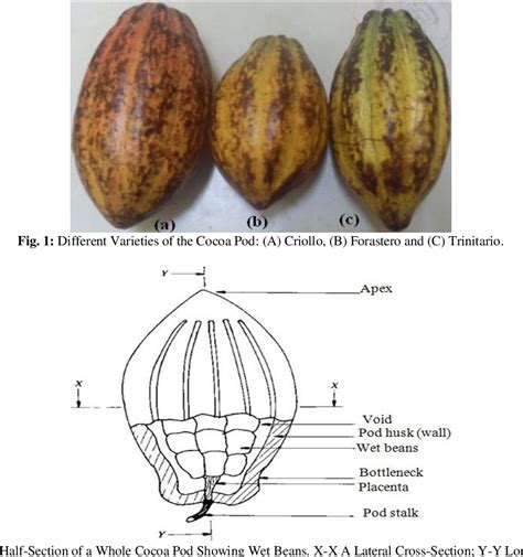 Figure 1 From Design And Development Of Cocoa Pod Breaking And Beans