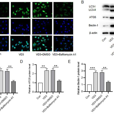 Bafa Reverses Vd Mediated Activation Of Autophagy A If Staining For