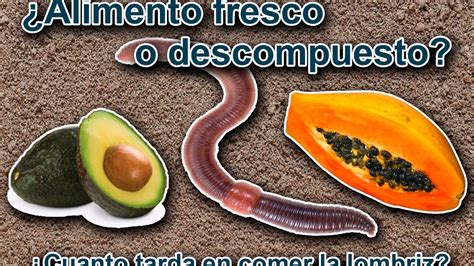 Puede La Lombriz Roja Californiana Comer Alimento Fresco YouTube