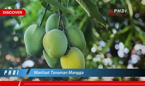 Temukan Manfaat Tanaman Mangga Yang Wajib Kamu Intip