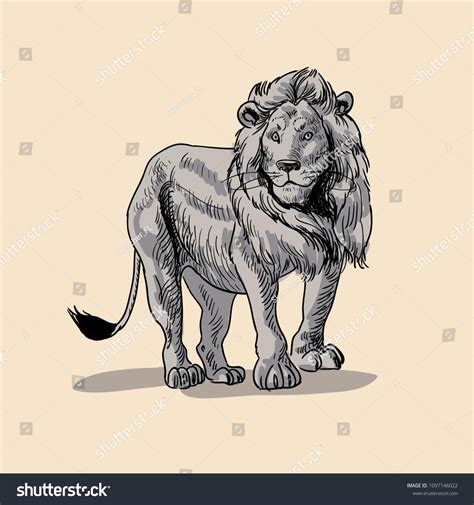 Lion Side View Pose Hand Drawn Stock Vector (Royalty Free) 1097146022 ...