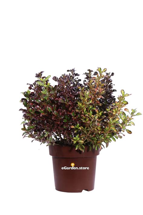 Coprosma Repens Mix Vivaio Online Egarden