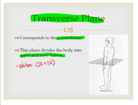 Kinesiology Intro Flashcards Quizlet