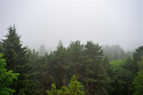 Premium Photo Aerial View Of Summer Green Trees In Forest In