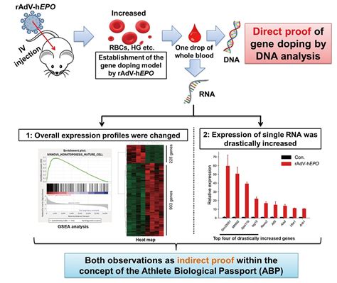 Proof Of Gene Doping In A Mouse Model With A Human Erythropoietin Gene