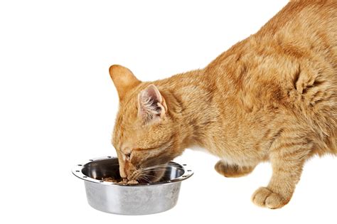 Dry Cat Food Free Delivery On Orders £29 Or More At Zooplus